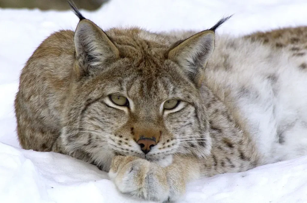 d0e01108-bf5e-4d9f-94de-41d214299f1b