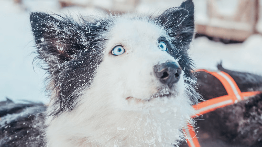 kuva_2025-06-10_120408342