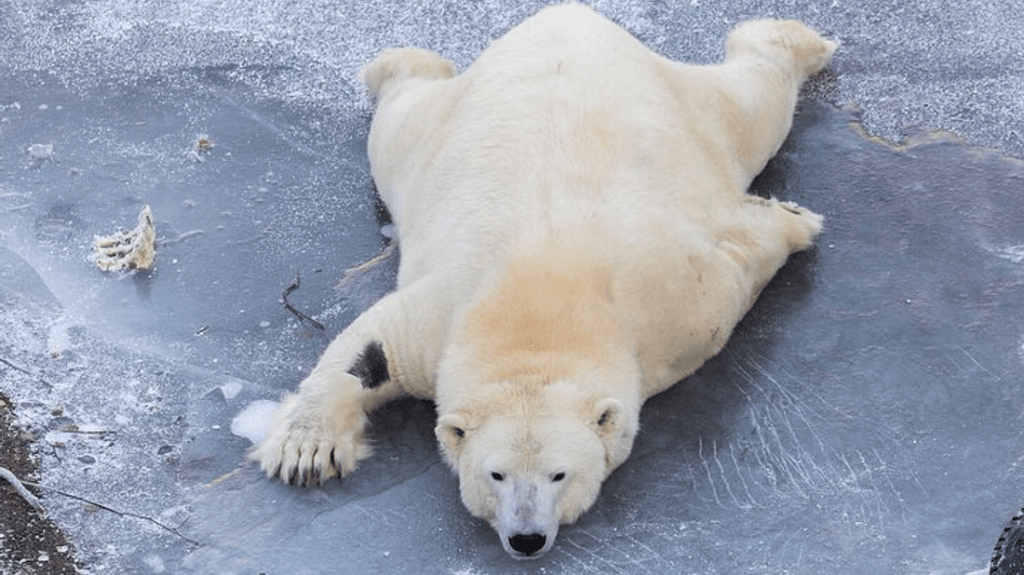 kuva_2025-06-10_122051949