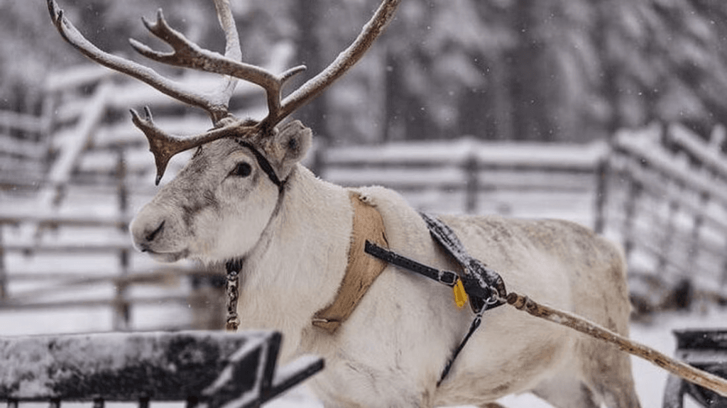 kuva_2025-06-12_095214067