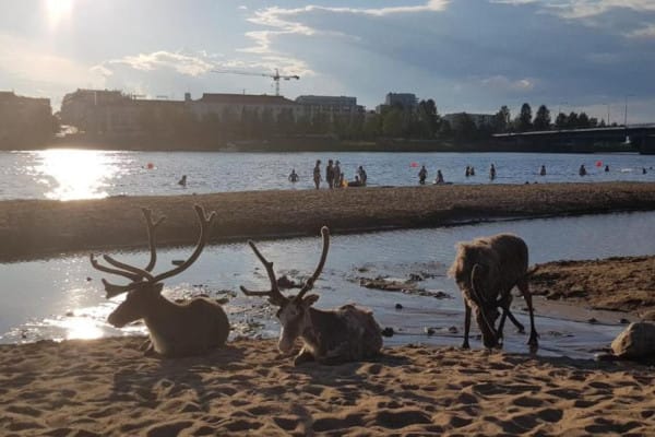 75211-290794-Z--514Ymu0GfE3JWc-DZztvUGo1wPKh4g--g54lFevXLU-66ba41f0e1f33-small